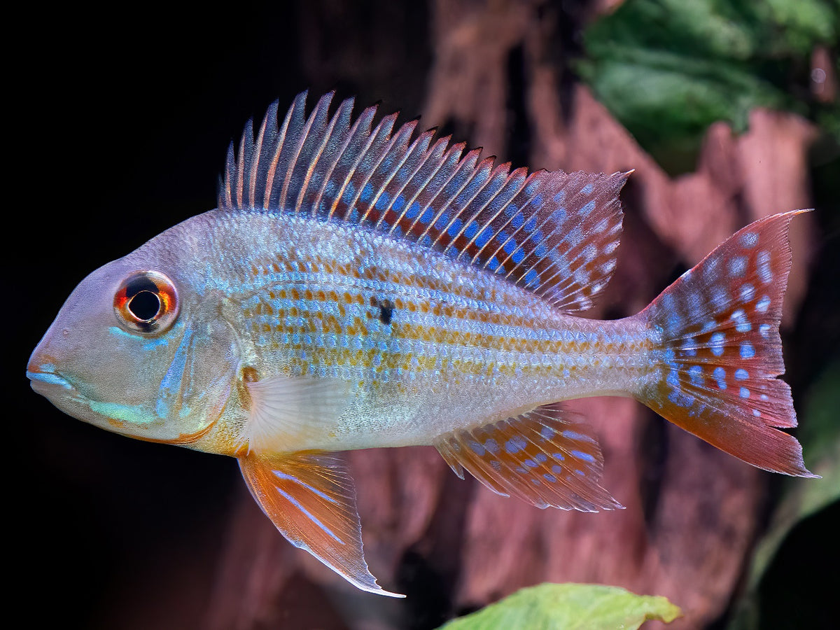 Geophagus altifrons