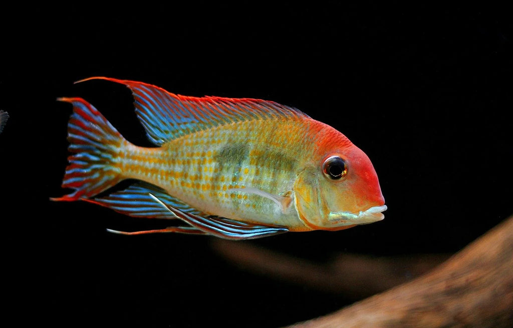 Red head Tapajos