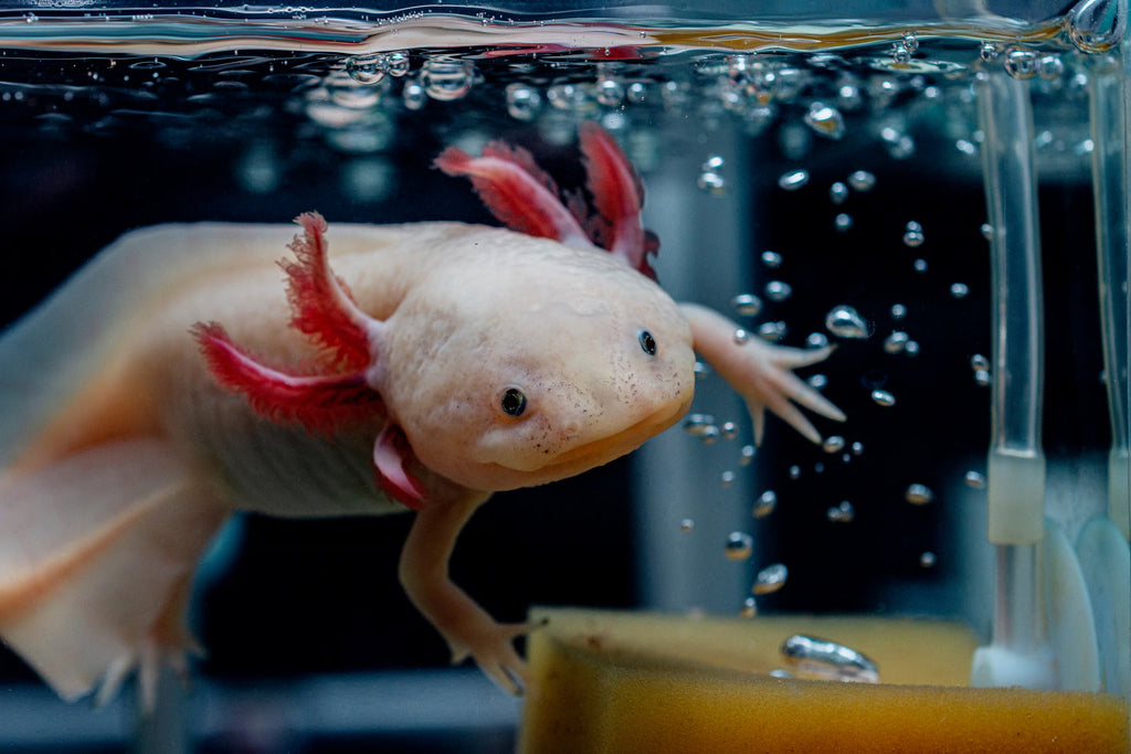 Axolotls