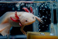 Axolotls