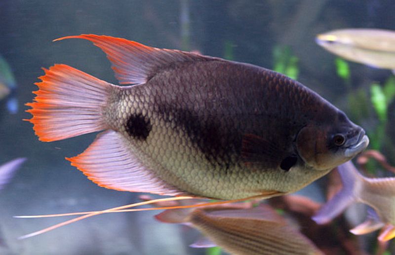 Red Tail Giant Gourami 12"–14"