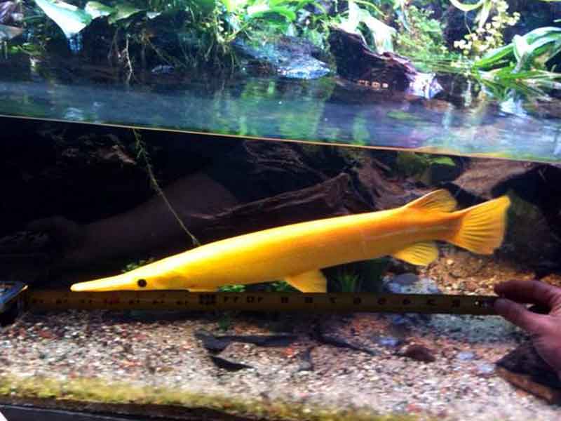 Golden gar