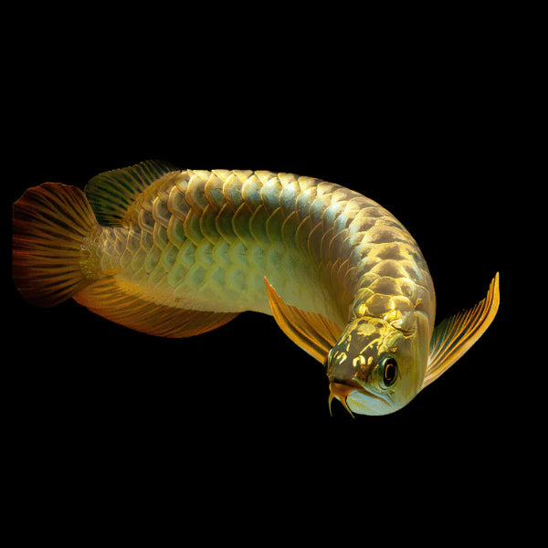 Golden Hi Back Arowana