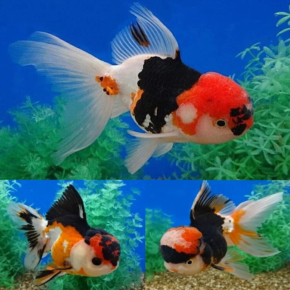 Tricolor Oranda