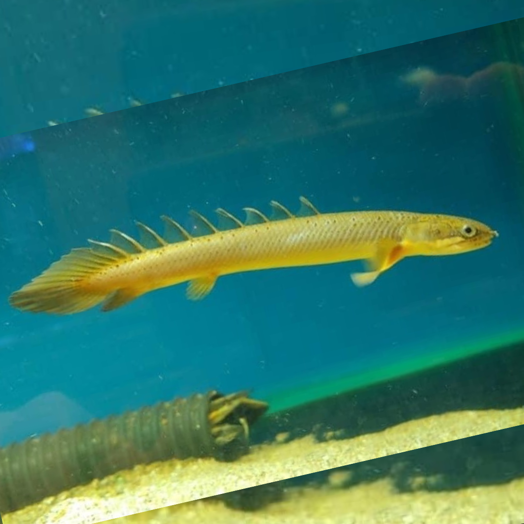 Green Senegal Fish