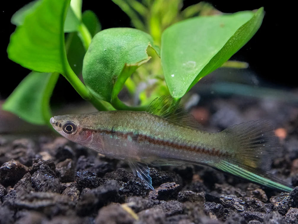 Green swordtail