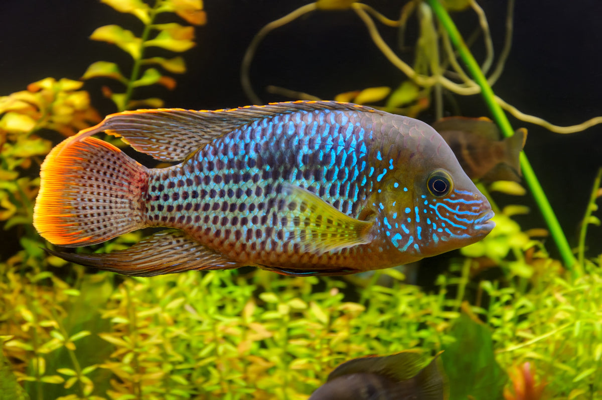 Green Terror Cichlids