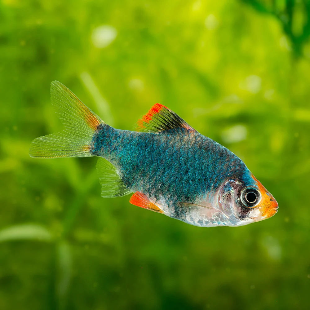 Green Tiger barb