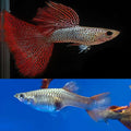 Red lace (high dorsal) guppy pair