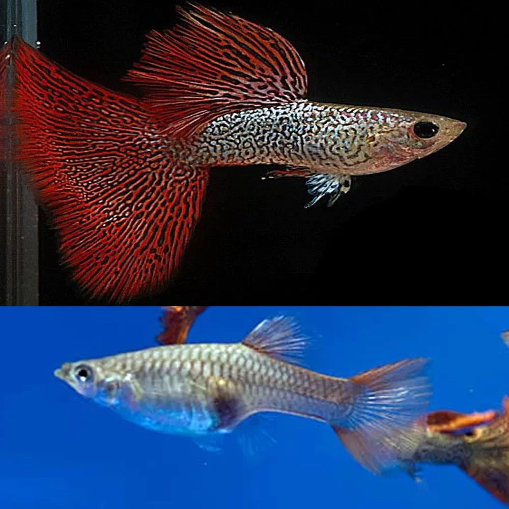 Red lace (high dorsal) guppy pair