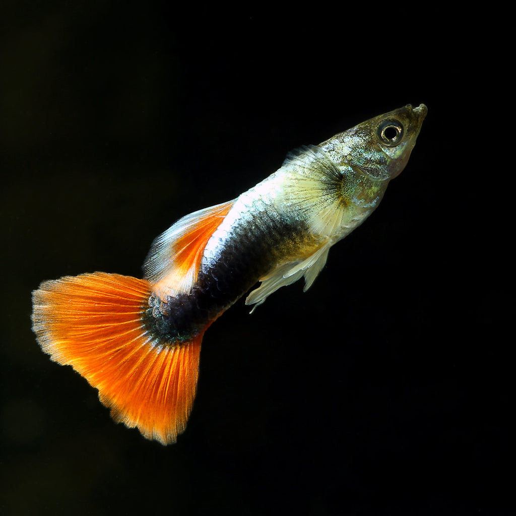 Santa Claus Guppy
