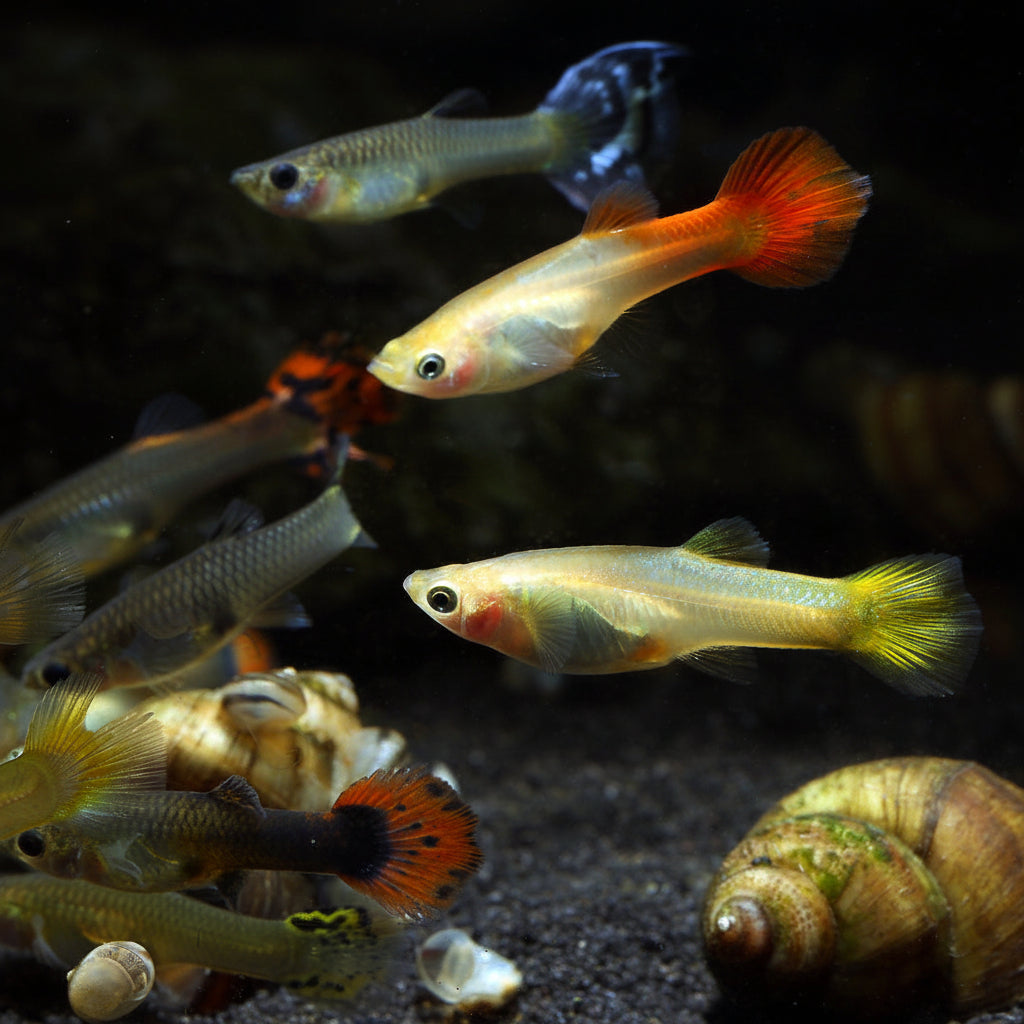 Mixed Guppy Parent Size
