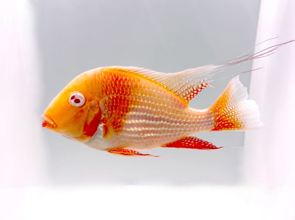 Super red heckelii