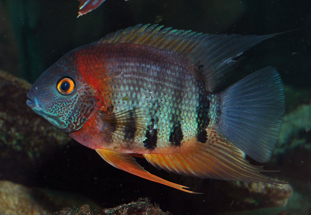 Red shoulder severam