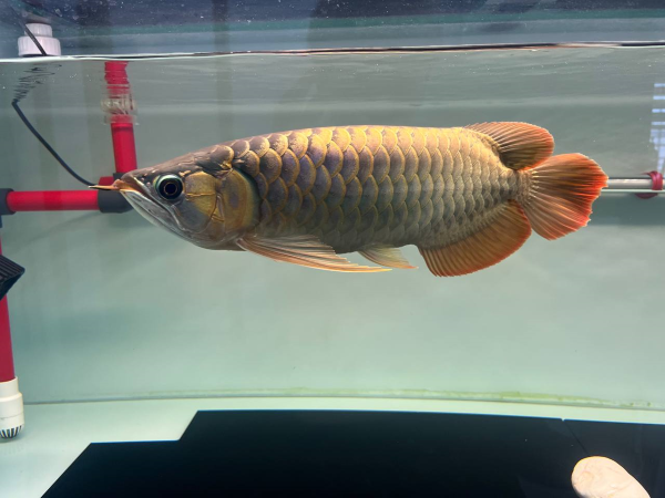 High Back Arowana