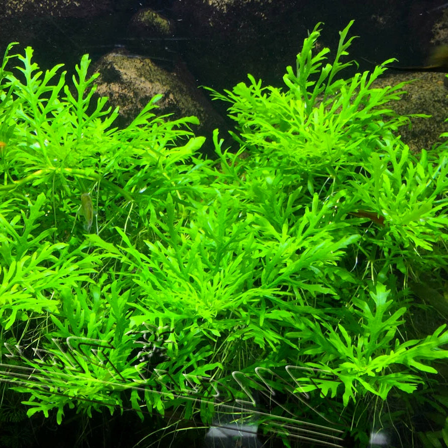 Hygrophila difformis
