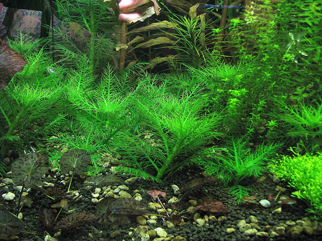 hygrophila balsamica