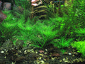 hygrophila balsamica