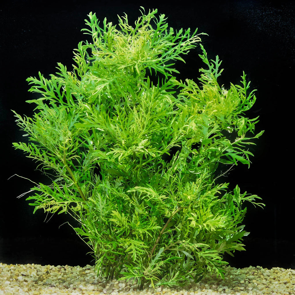 Hygrophila difformis
