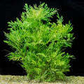 Hygrophila difformis