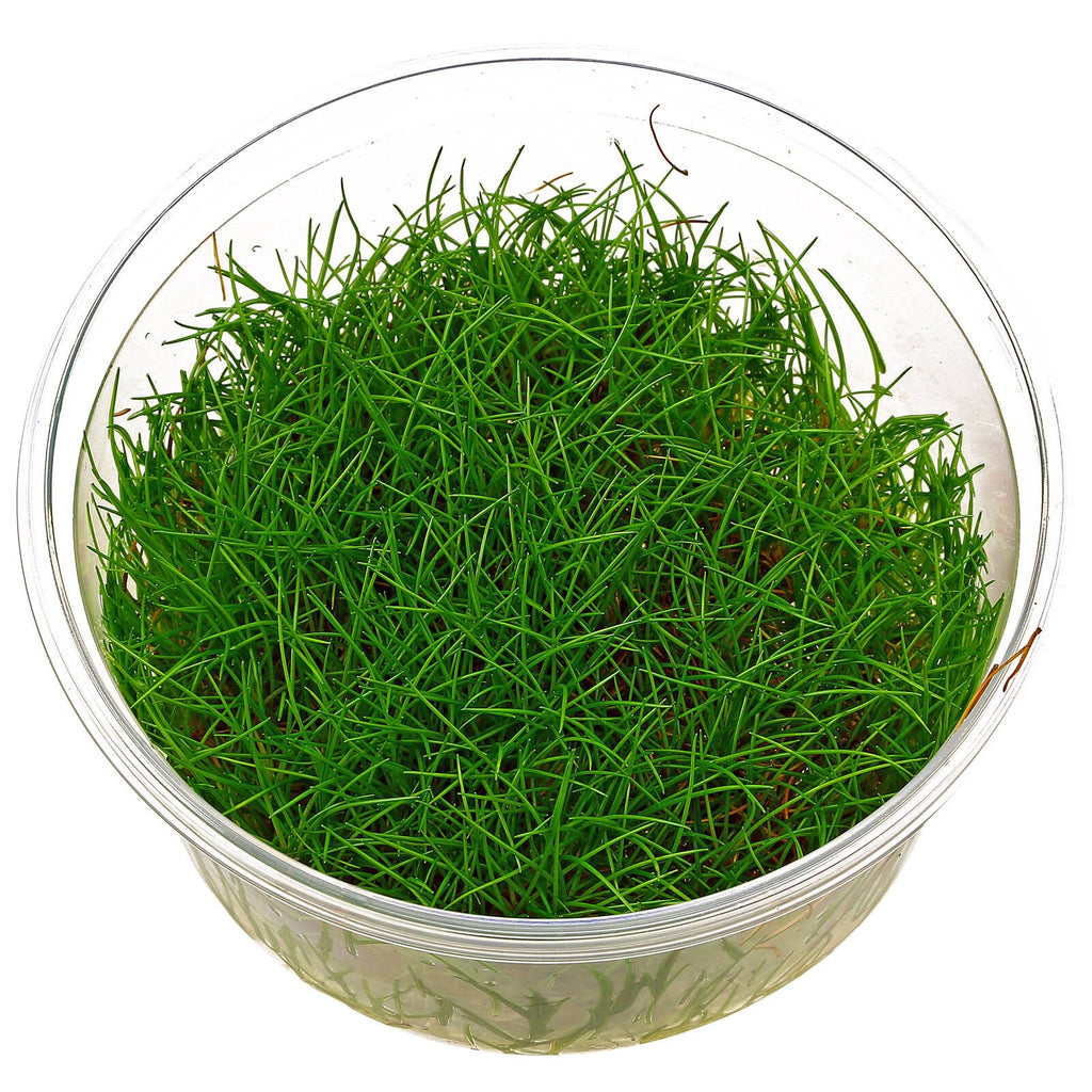 Mini Hair Grass
