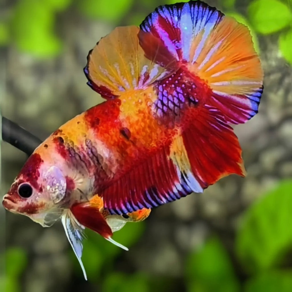 Nemo Candy Giant Betta