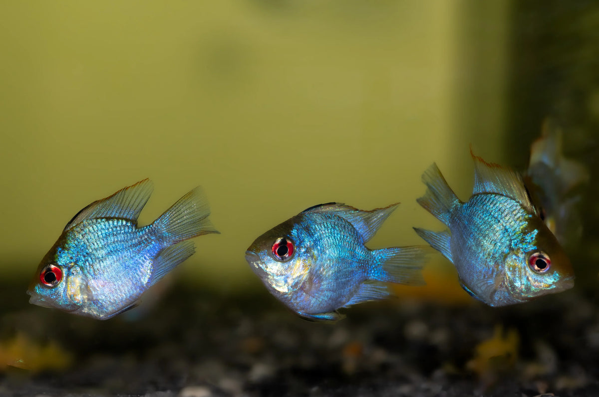 Electric Blue Balloon German Remirezi Fish