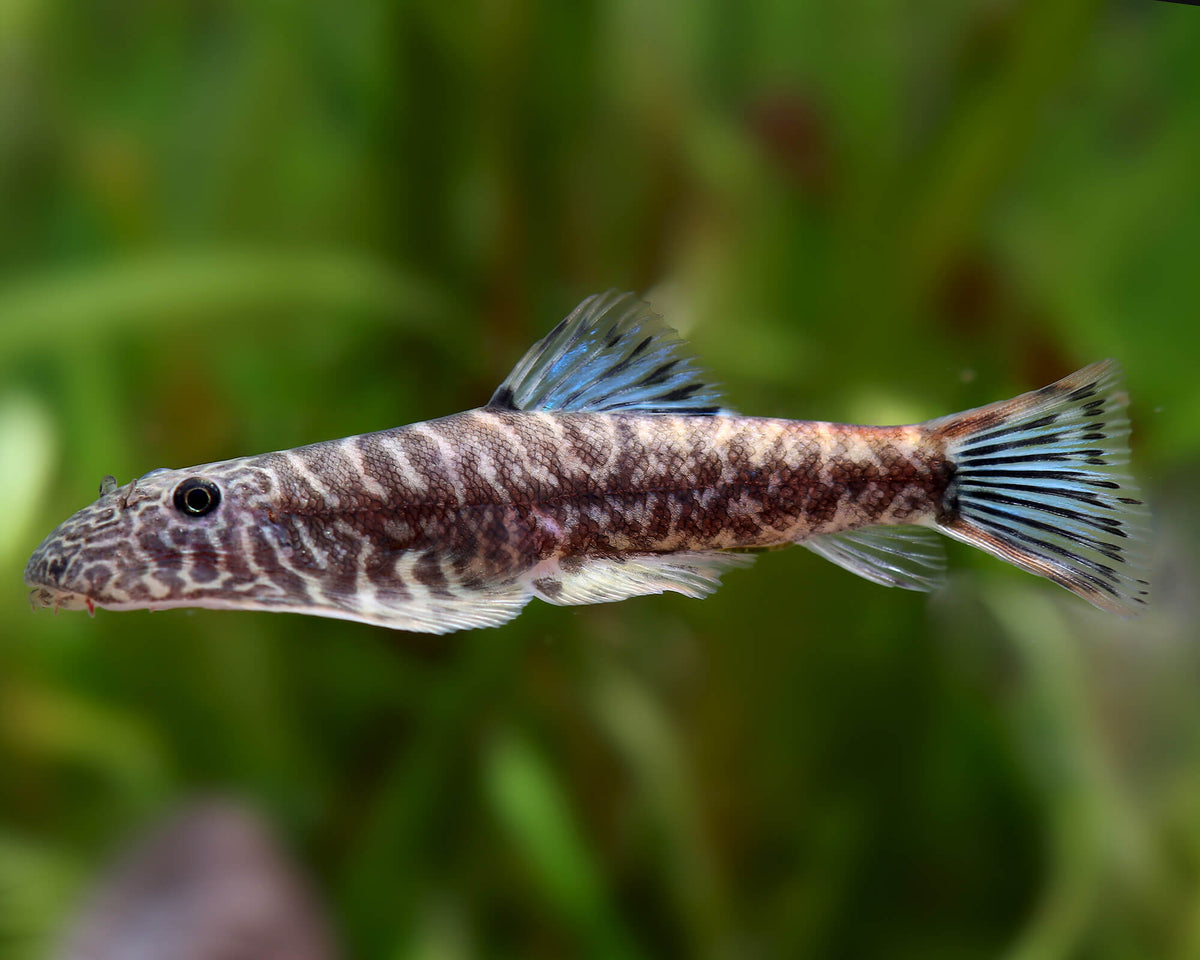 Blue tail zebra loach