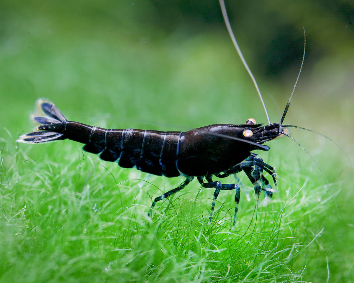 Black Shrimp