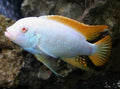Red Top Cichlid Fish