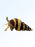 Assassin snail