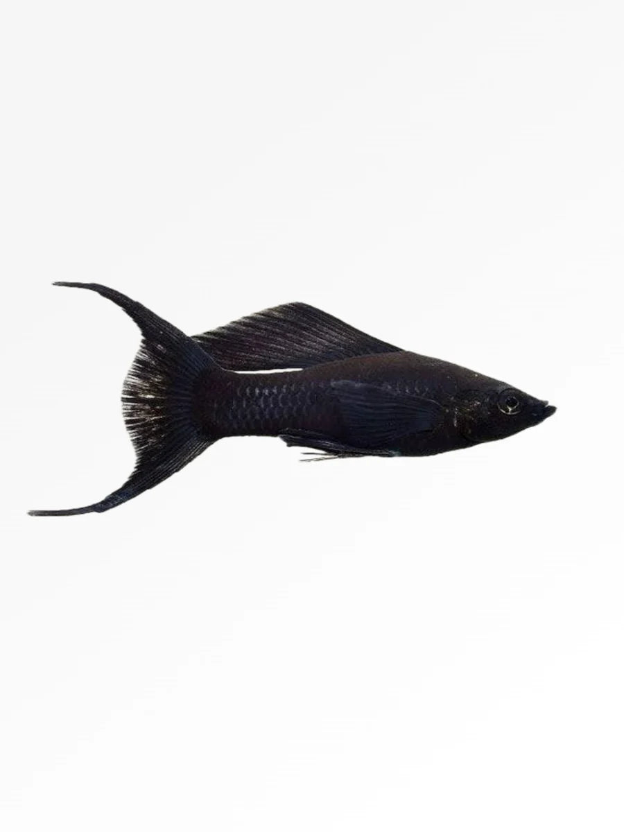 Black moon tail