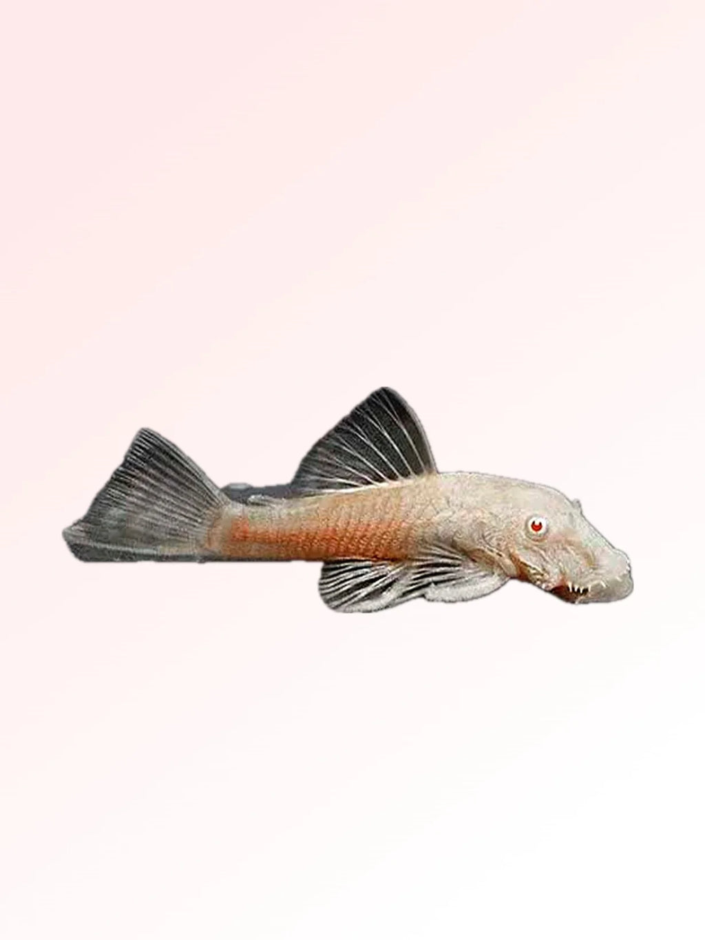 Albino Bristlenose Pleco