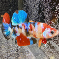 Multi Galaxy hmpk Betta Pair