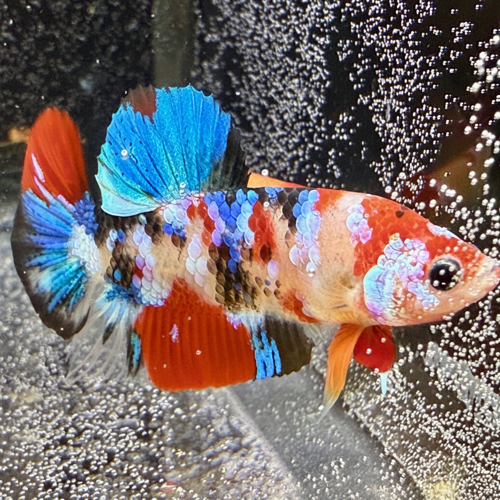 Multi Galaxy hmpk Betta Pair