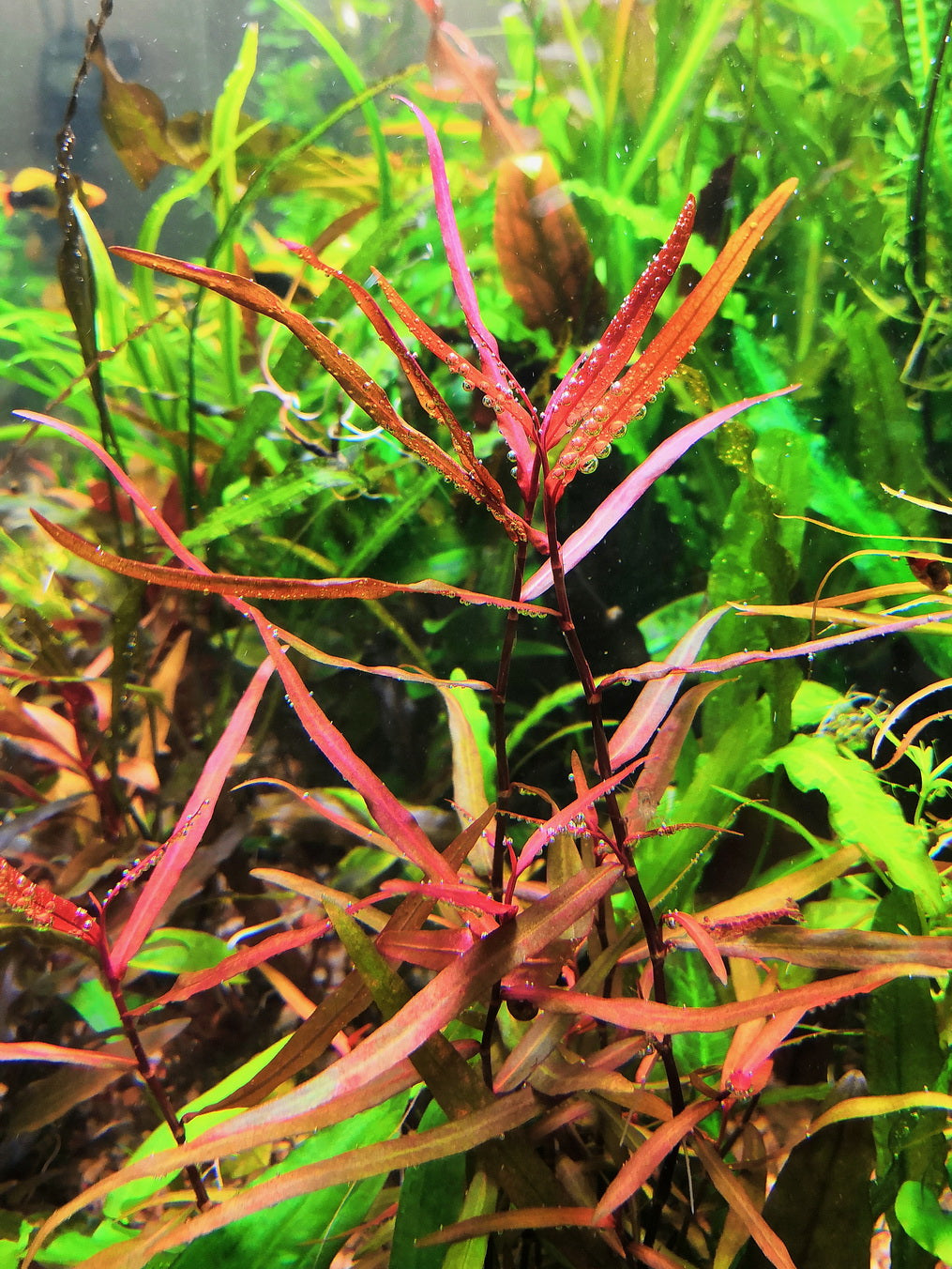 Polygonum Sp.Sao Paulo Red Live Aquarium Plant