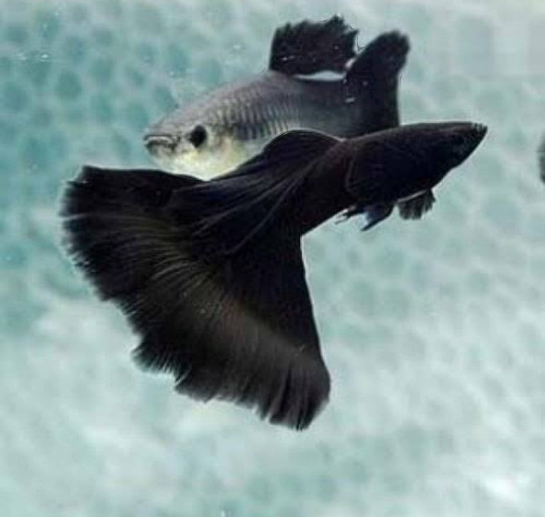 Jet black guppy