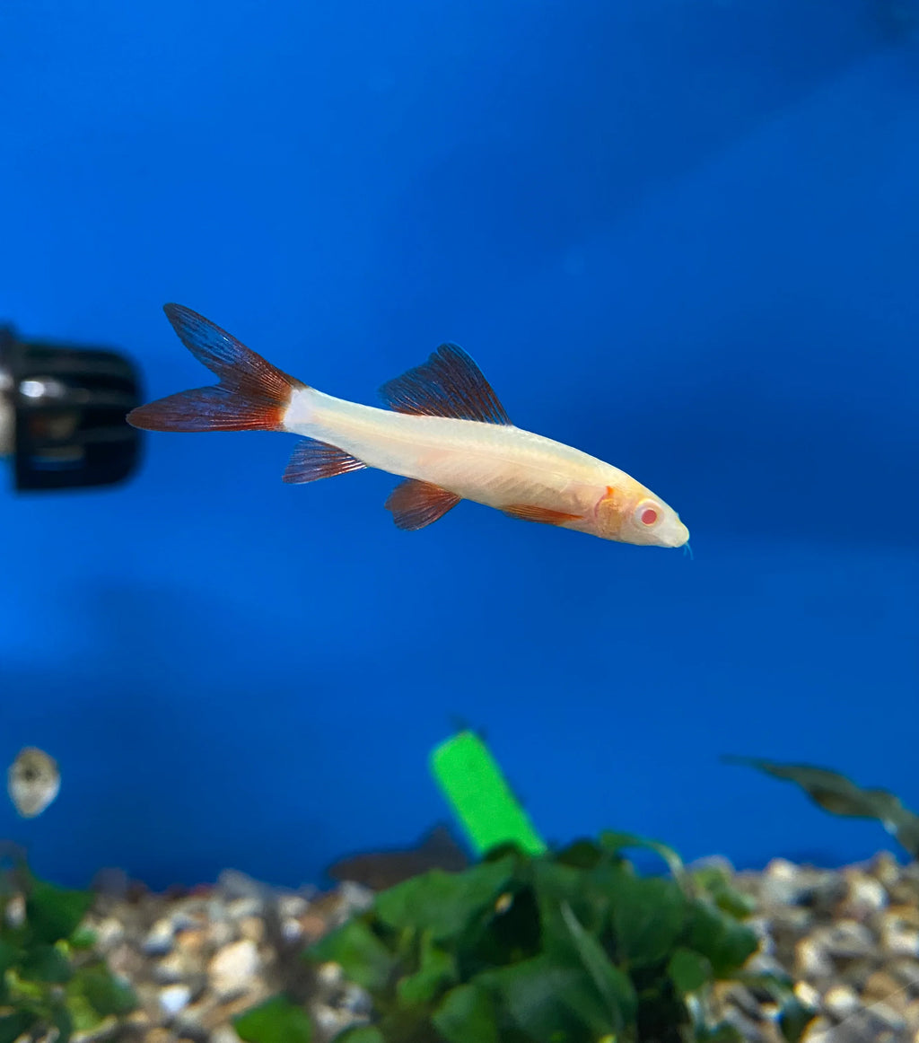 Albino rainbow shark