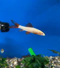 Albino rainbow shark
