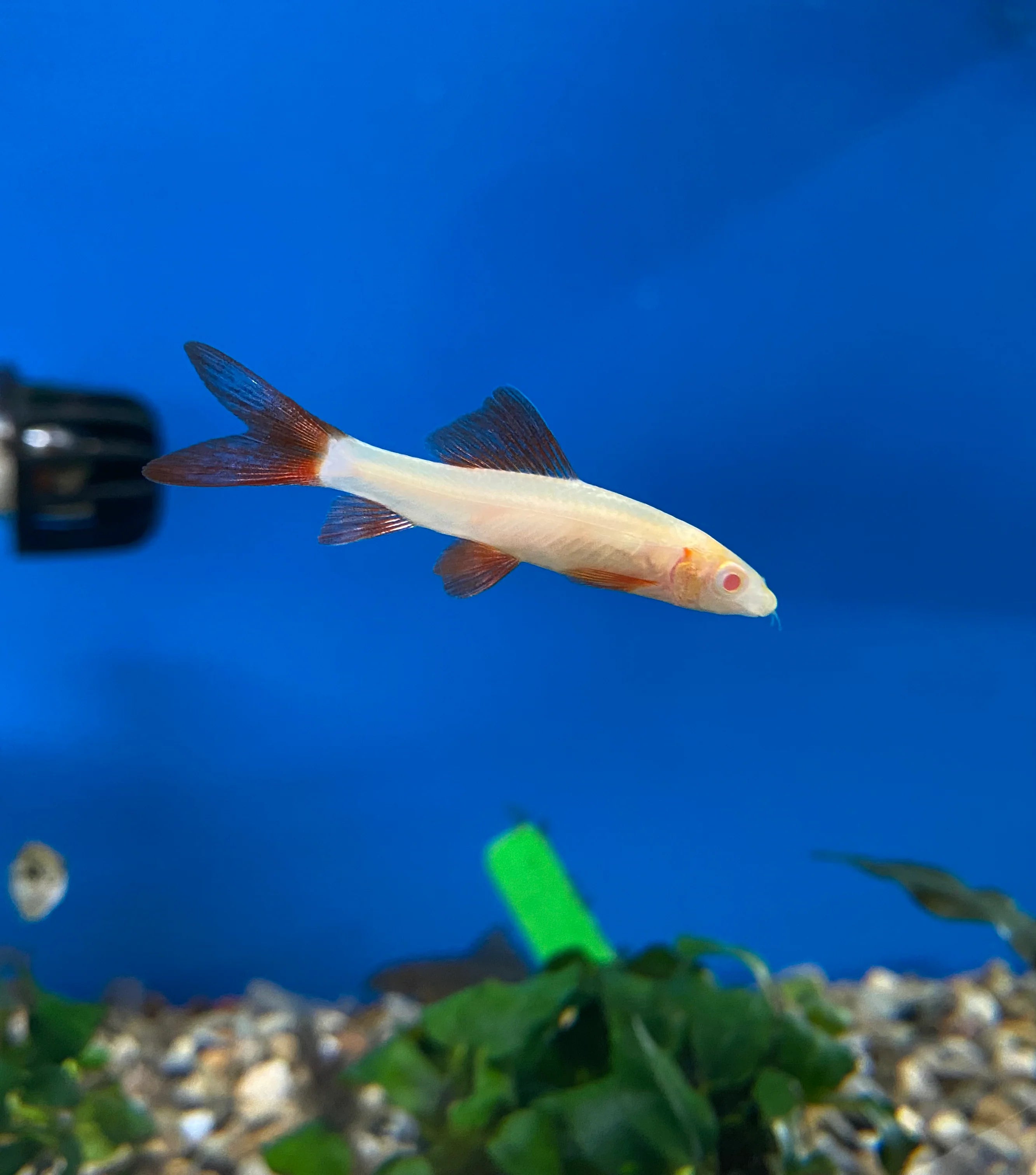 Albino rainbow shark