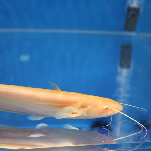 Albino Wels Catfish