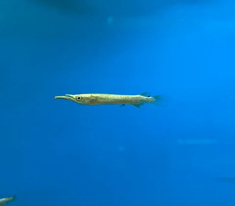 Platinum Halfbeak