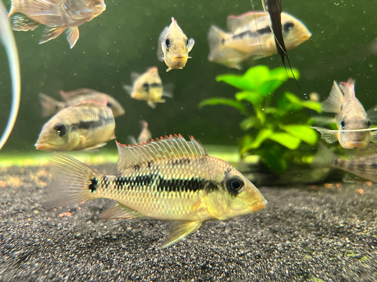 Geophagus alto sinu