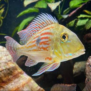 Geophagus sveni