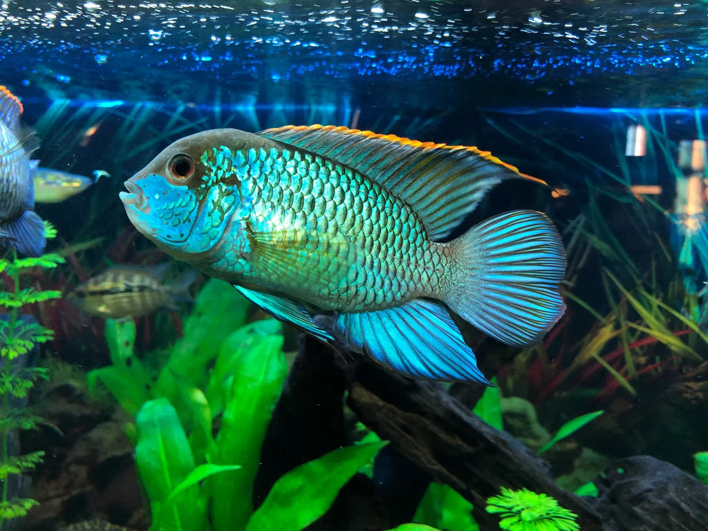 Neon Blue Acara