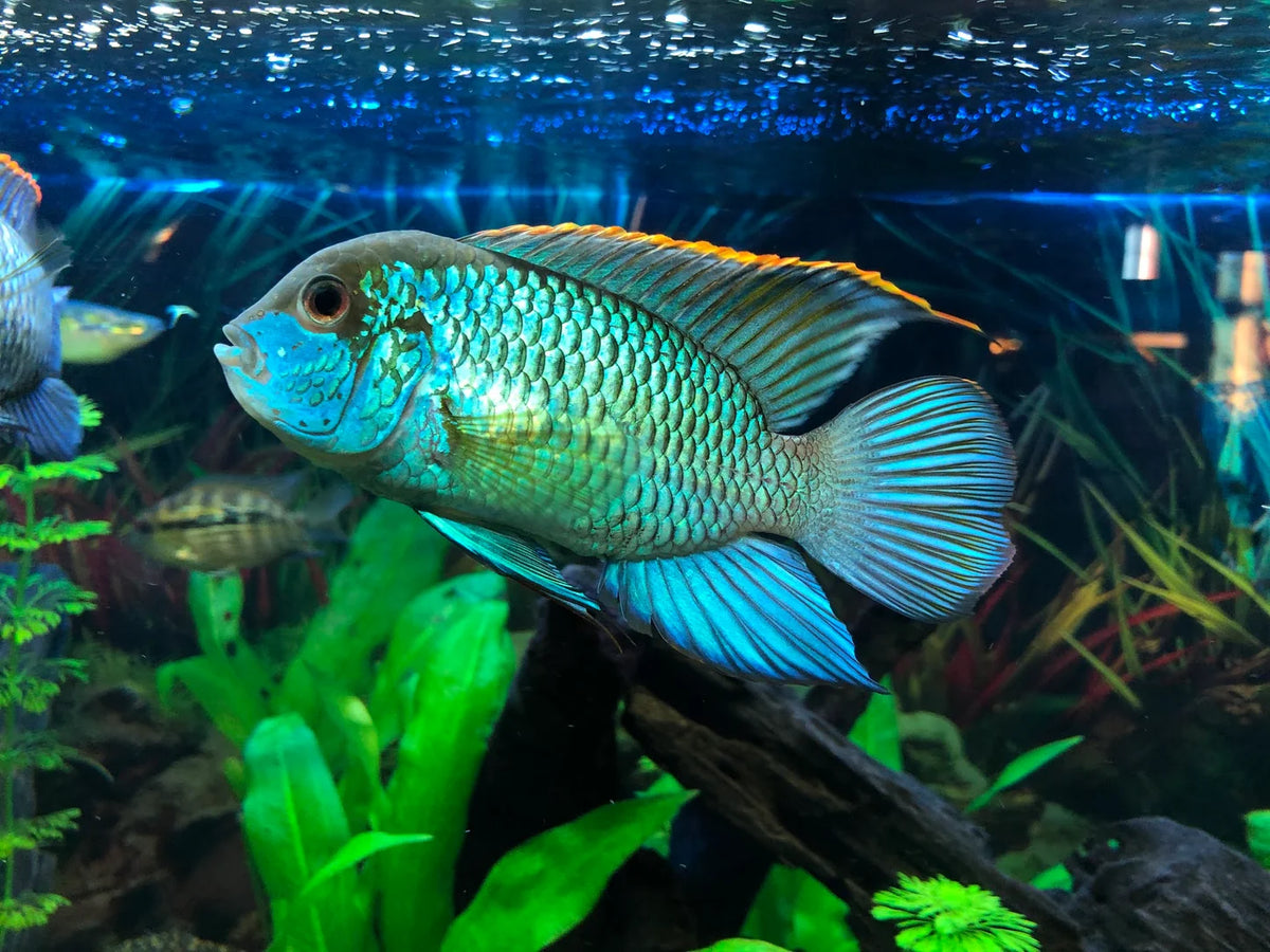 Neon Blue Acara