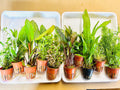 Stem Plants (Pot)