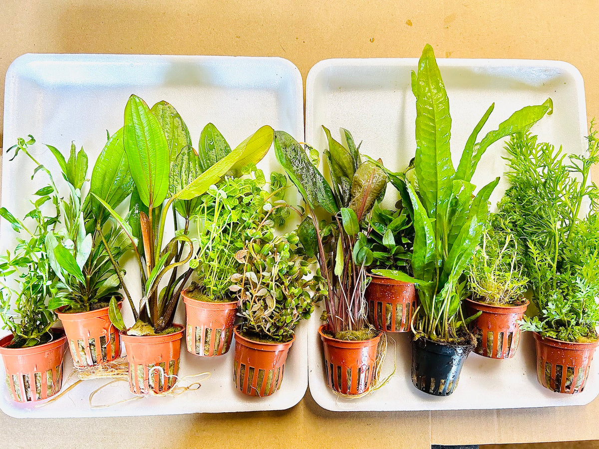 Stem Plants (Pot)