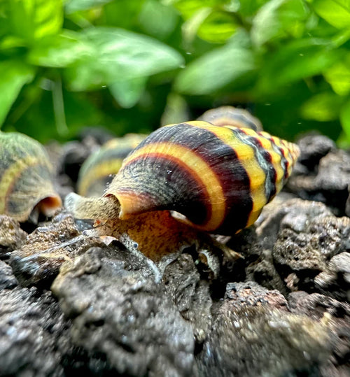 Assassin snail