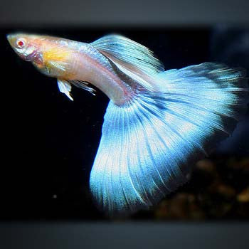 Japanblue Blue Tail Guppy Fish